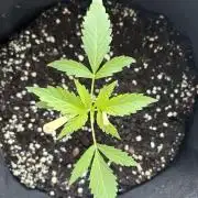 Banana Guava - Outdoor Diary 2026