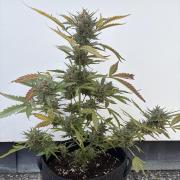 Guava Sundae Auto - Outdoor Diary 2026