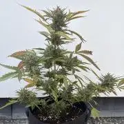 Guava Sundae Auto - Outdoor Diary 2026