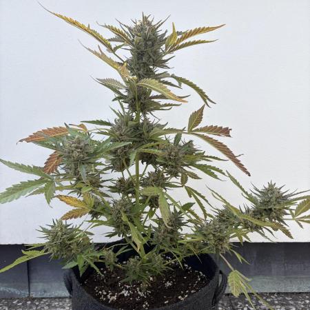 Guava Sundae Auto - Outdoor Diary 2026