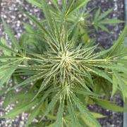 Guava Runtz Auto - Outdoor Diary 2026
