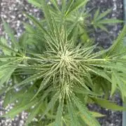 Guava Runtz Auto - Outdoor Diary 2026