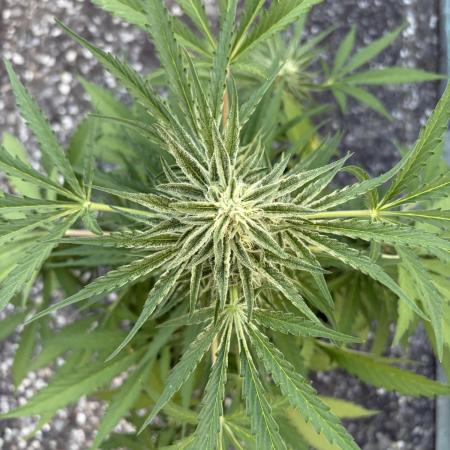 Guava Runtz Auto - Outdoor Diary 2026