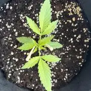 Guava Sundae Auto - Outdoor Diary 2026