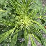 Guava Sundae Auto - Outdoor Diary 2026