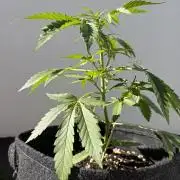 Guava Sundae Auto - Outdoor Diary 2026