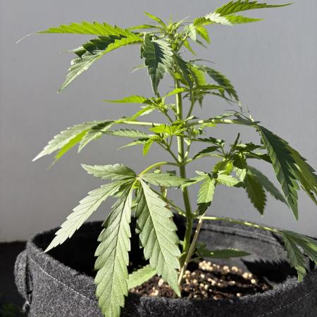 Guava Sundae Auto - Outdoor Diary 2026