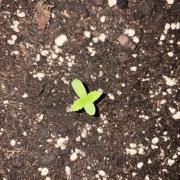 Guava Runtz Auto - Outdoor Diary 2026