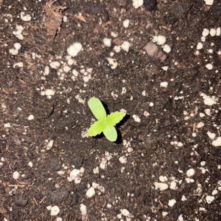 Guava Runtz Auto - Outdoor Diary 2026