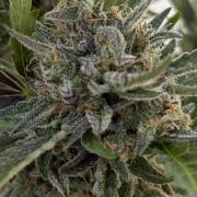 Guava Sundae Auto - Outdoor Diary 2026