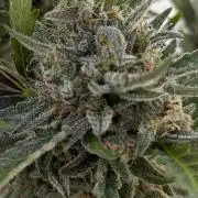 Guava Sundae Auto - Outdoor Diary 2026