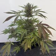 Guava Runtz Auto - Outdoor Diary 2026