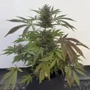 Guava Runtz Auto - Outdoor Diary 2026