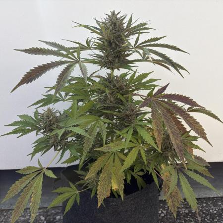 Guava Runtz Auto - Outdoor Diary 2026