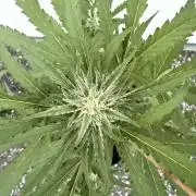 Guava Sundae Auto - Outdoor Diary 2026