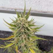 Banana Guava - Outdoor Diary 2026