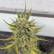 Banana Guava - Outdoor Diary 2026