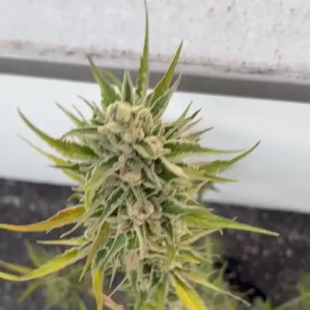 Banana Guava - Outdoor Diary 2026