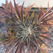 Guava Runtz Auto - Outdoor Diary 2026