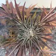 Guava Runtz Auto - Outdoor Diary 2026