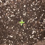 Banana Guava - Outdoor Diary 2026