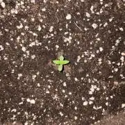 Banana Guava - Outdoor Diary 2026