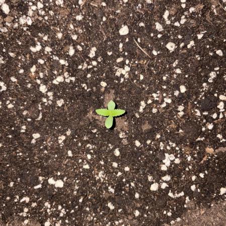 Banana Guava - Outdoor Diary 2026