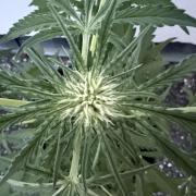Guava Runtz Auto - Outdoor Diary 2026