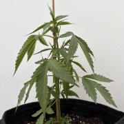 Banana Guava - Outdoor Diary 2026