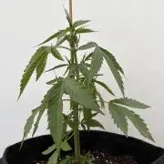 Banana Guava - Outdoor Diary 2026