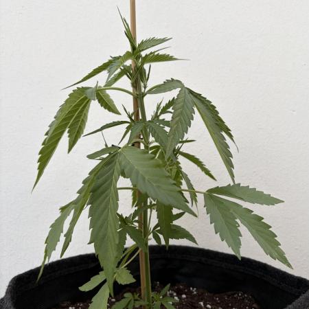 Banana Guava - Outdoor Diary 2026