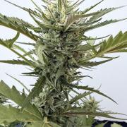 Guava Sundae Auto - Outdoor Diary 2026