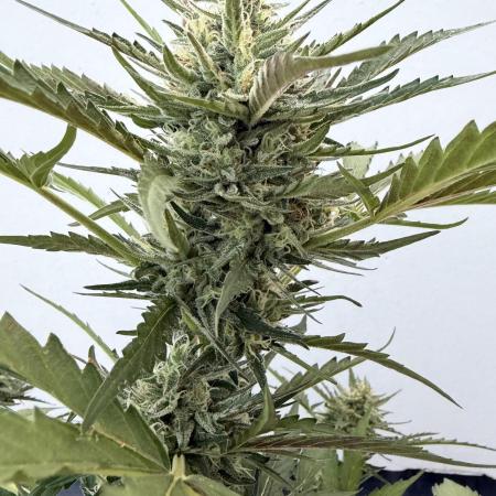 Guava Sundae Auto - Outdoor Diary 2026