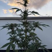 Banana Guava - Outdoor Diary 2026