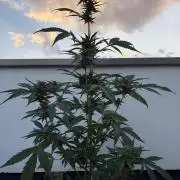 Banana Guava - Outdoor Diary 2026