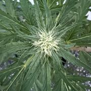 Guava Sundae Auto - Outdoor Diary 2026