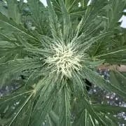 Guava Sundae Auto - Outdoor Diary 2026