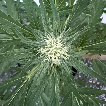 Guava Sundae Auto - Outdoor Diary 2026