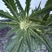 Banana Guava - Outdoor Diary 2026