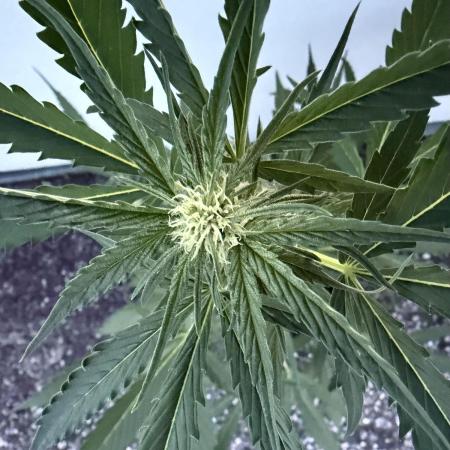 Banana Guava - Outdoor Diary 2026