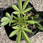 Guava Runtz Auto - Outdoor Diary 2026