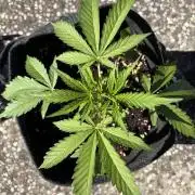 Guava Runtz Auto - Outdoor Diary 2026