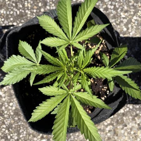 Guava Runtz Auto - Outdoor Diary 2026