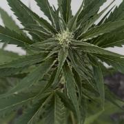 Banana Guava - Outdoor Diary 2026