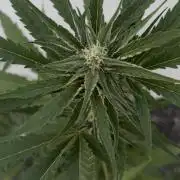 Banana Guava - Outdoor Diary 2026
