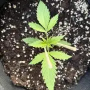 Guava Runtz Auto - Outdoor Diary 2026