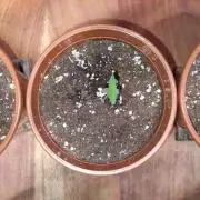 Dutch Passion Auto Grow (3 Plants)