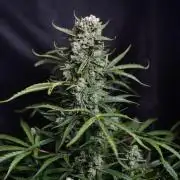 Auto Banana Blaze