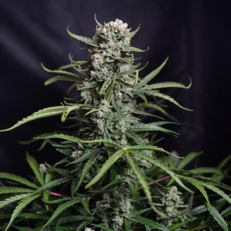 Auto Banana Blaze