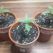 Dutch Passion Auto Grow (3 Plants)